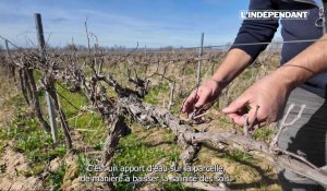 Les vignes de la plaine du narbonnais souffrent de la sécheresse.