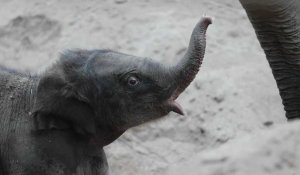 Images d'un bébé éléphant né au zoo de Copenhague