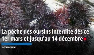 La pêche des oursins interdite dès ce 1er mars et jusqu'au 14 décembre dans les Bouches-du-Rhône