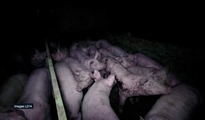Un éleveur de porcs du Finistère lourdement condamné à Brest pour maltraitance d'animaux