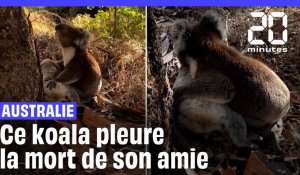 Australie : Un koala mâle pleure la mort de son amie #shorts