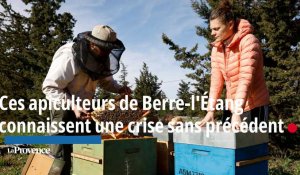 Ces apiculteurs de Berre-l'Étang connaissent une crise sans précédent