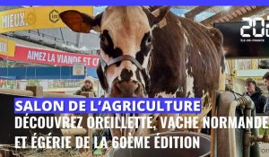 Salon de l'Agriculture 2024 : voici Oreillette, vache normande et star de la 60ème édition