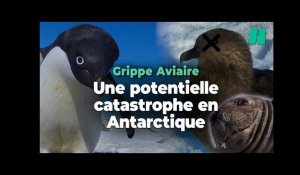La grippe aviaire a atteint l’Antarctique, une potentielle catastrophe pour les pingouins