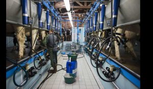 VIDÉO. Combien touche un agriculteur sur un litre de lait ?