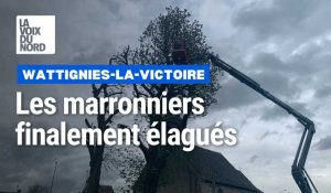 Les marronniers de Wattignies-la-Victoire finalement élagués