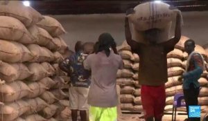 Filière du cacao : Le Ghana traverse une crise de production, les prix explosent