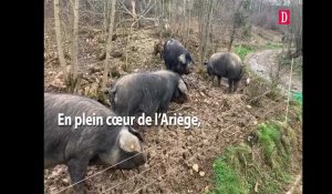 Au cœur de l’Ariège, Franck Lamotte est propriétaire d’un élevage de 140 porcs noirs
