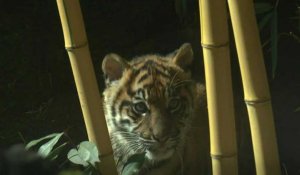 Un bébé tigre de Sumatra présenté pour la première fois aux visiteurs du zoo de Rome