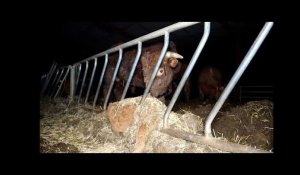 Un charnier de bovins découvert dans un élevage haut-marnais