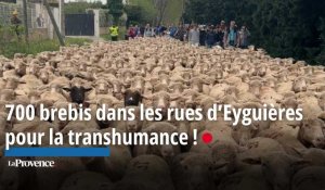 700 brebis dans les rues d’Eyguières pour la transhumance ! 