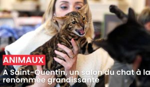 A Saint-Quentin, un salon du chat à la renommée grandissante