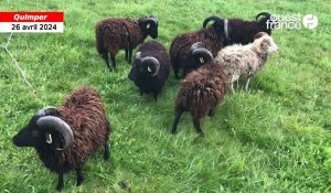 VIDEO. Des moutons de Ouessant à l’EPSM  de Quimper