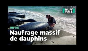 En Australie, 160 dauphins-pilotes risquent de s'échouer sur une plage