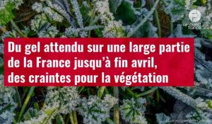 VIDÉO. Du gel attendu sur une large partie de la France jusqu’à fin avril, des craintes pour la végé