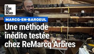 Samuel Rougeau, de ReMarcq’Arbres, place ses greffes pour la technique "hot-pipe"