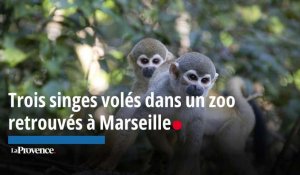 Trois singes volés dans un zoo retrouvés à Marseille