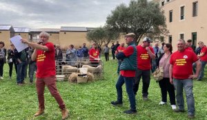 Vente aux enchères du concours bovin et ovin à la chambre d'agriculture du Gard à Nîmes