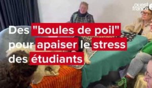 VIDEO. À Saint-Brieuc, des ateliers « boules de poils » pour apaiser le stress des étudiants