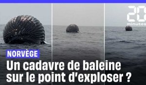 Norvège : Les images impressionnantes du cadavre d’une baleine sur le point d’exploser #shorts