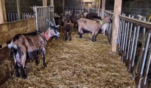 À Bolleville, la chèvrerie des fossés ouvre ses portes au public samedi 23 et dimanche 24 mars 2024