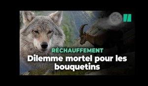 Dans les Alpes, les bouquetins préfèrent affronter les loups que le réchauffement climatique