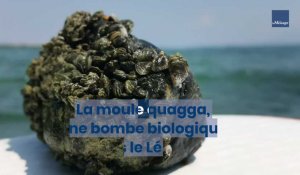 La moule quagga, une bombe biologique dans le lac Léman