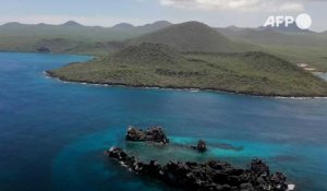 Galapagos: Greenpeace appelle à la création d'une réserve marine mondiale en haute mer