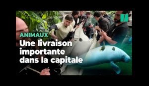 Au zoo de Paris, l’arrivée délicate d’une femelle lamantin pour sauver l’espèce menacée