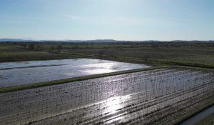 Submersion hivernale des vignes dans la plaine narbonnaise pour éviter la remontée de sel