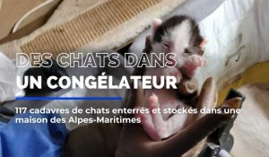 117 cadavres de chats enterrés et stockés dans une maison des Alpes-Maritimes
