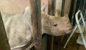 Lucy, un bébé rhinocéros blanc au zoo de Lisieux