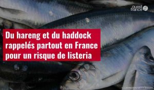VIDÉO. Du hareng et du haddock rappelés partout en France pour un risque de listeria