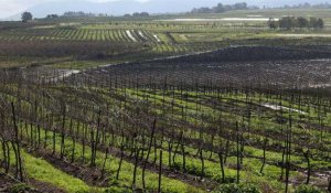 À la frontière libanaise, les viticulteurs israéliens s'inquiètent pour leur récolte
