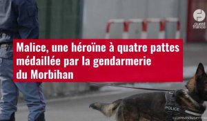 VIDÉO. Malice, une héroïne à quatre pattes médaillée par la gendarmerie du Morbihan