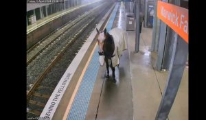 VIDÉO. Un cheval s'échappe et se retrouve sur le quai d'une gare en Australie