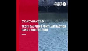 VIDÉO. À Concarneau, trois dauphins font l'attraction dans l'arrière-port