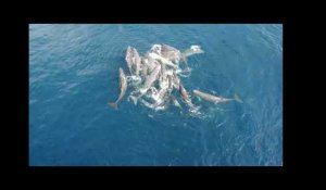 Une naissance exceptionnelle de cachalots filmée par un drone en Méditerranée