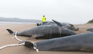 Australie: les carcasses des cétacés échoués sur une plage de Tasmanie retirées