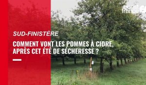 VIDÉO. Comment vont les pommes à cidre en Sud-Finistère, après cet été de sécheresse ?