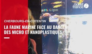 VIDEO. Génération océan à Cherbourg. La faune et la flore marine face au danger des microplastiques