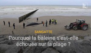 Sangatte: baleine à bec échouée sur la plage