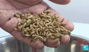 Un engrais à base d'insectes pour verdir l'agriculture
