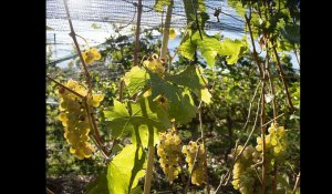 Pyrénées-Orientales - La Cerdagne, nouveau terroir viticole