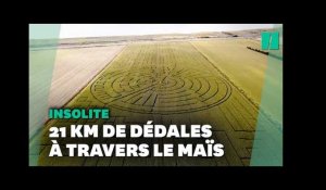Ce champ est désormais le plus grand labyrinthe de maïs du monde