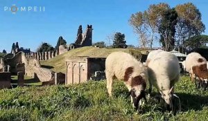 Des moutons envoyés à Pompéi pour en être les nouveaux jardiniers