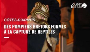 Le terrarium de Kerdanet forme les pompiers bretons à la capture d’animaux exotiques