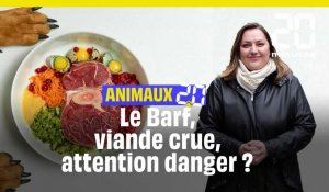 Animaux 2.0 : Barf, donner de la viande crue à son animal, quels dangers ?