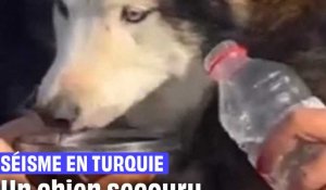 Séisme en Turquie : Le chien a passé 3 semaines sous les décombres #shorts