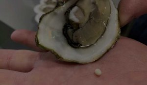 Sambre-Avesnois : encore une perle dans une huître !